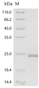 SDS-PAGE
