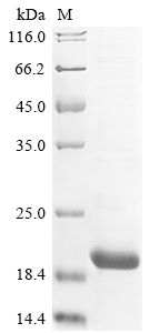 SDS-PAGE
