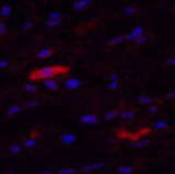Валидация Elabscience E-AB-22041