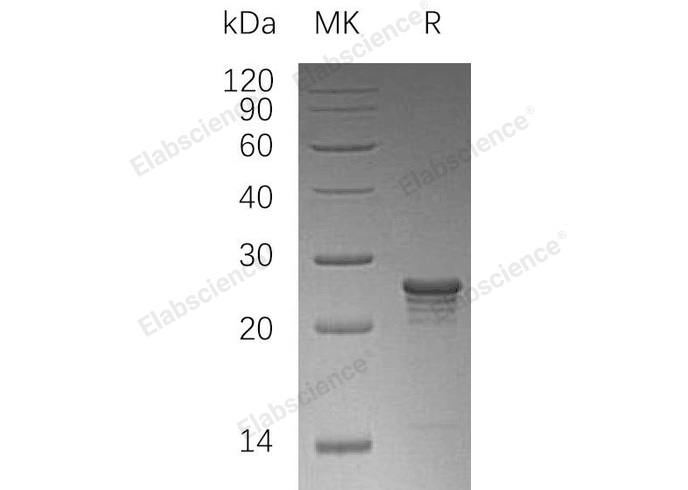 Валидация Elabscience PKSH032895(3298)