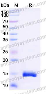 YHJ66102, SDS-PAGE