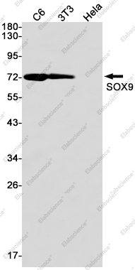 Вестерн-блоттинг, SOX9, клетки C6, 3T3, HeLa