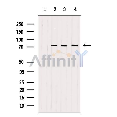 Валидация Affinity AF6413 - 3709