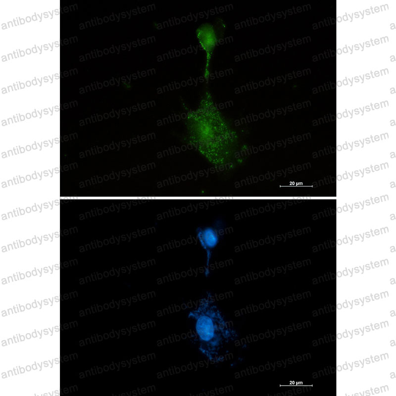 Валидация IF - AntibodySystem RHH07101