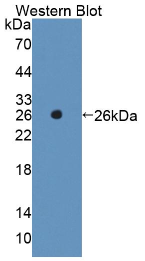 59529