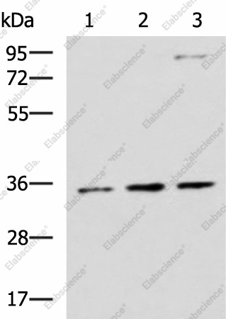 Вестерн-блоттинг, STX5, клетки HepG2, A431 и Raji