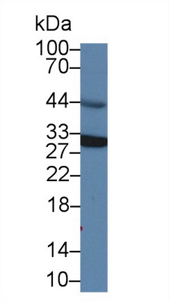 13643