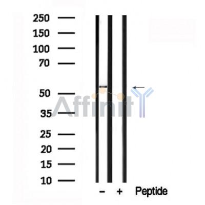 Валидация Affinity AF7633 - 4306