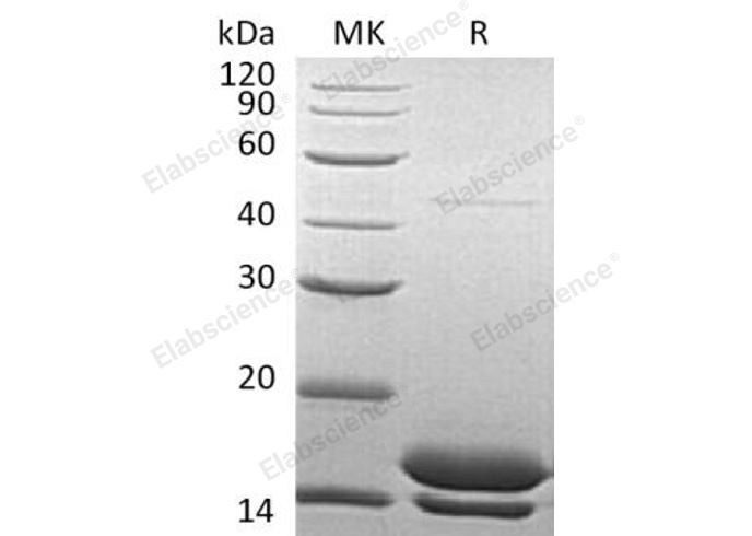 Валидация Elabscience PKSH032375(2861)