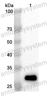 Валидация AntibodySystem PHB30401