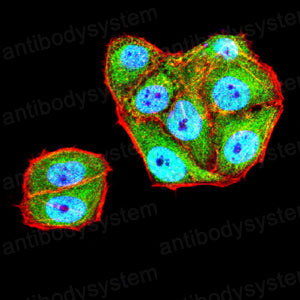 Валидация IF - AntibodySystem RHN14704
