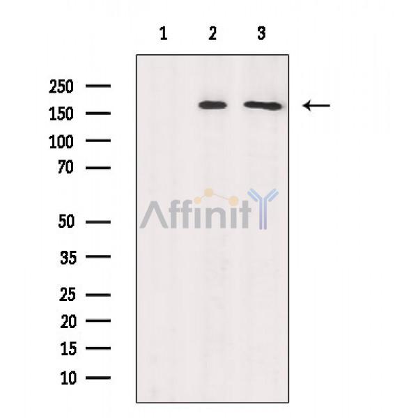 Валидация Affinity AF6737 - 3987