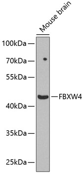 Валидация Elabscience E-AB-67953