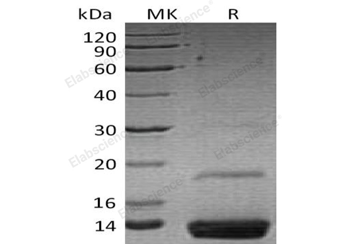 Валидация Elabscience PKSH030750(1611)
