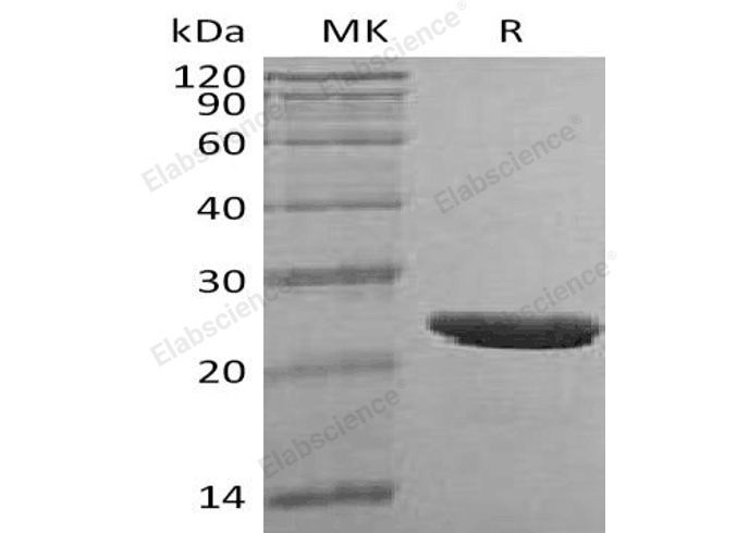 Валидация Elabscience PKSH033116(3477)