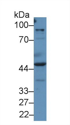 8828
