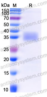 AHH02205, SDS-PAGE