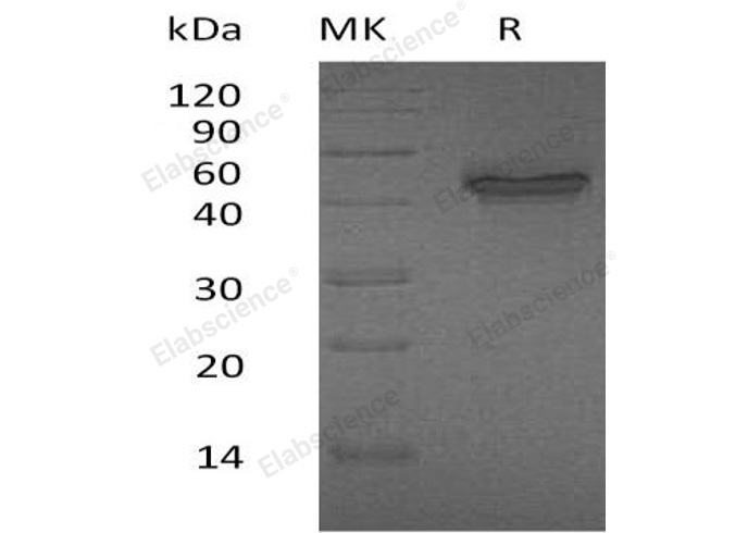 Валидация Elabscience PKSH032004(2568)