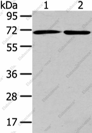 Вестерн-блоттинг, ARFGAP2, клетки A431 и HeLa