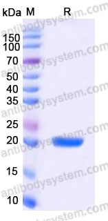 YHA85102, SDS-PAGE