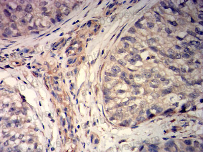 Валидация AntibodySystem RHH18202 (3214)