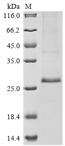 SDS-PAGE