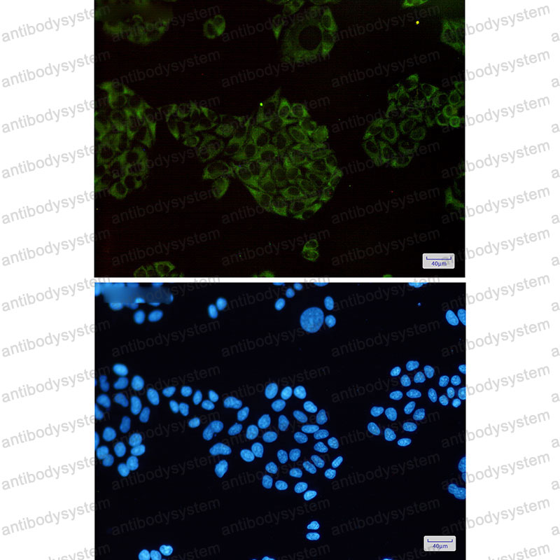 Валидация IF - AntibodySystem RHN10702