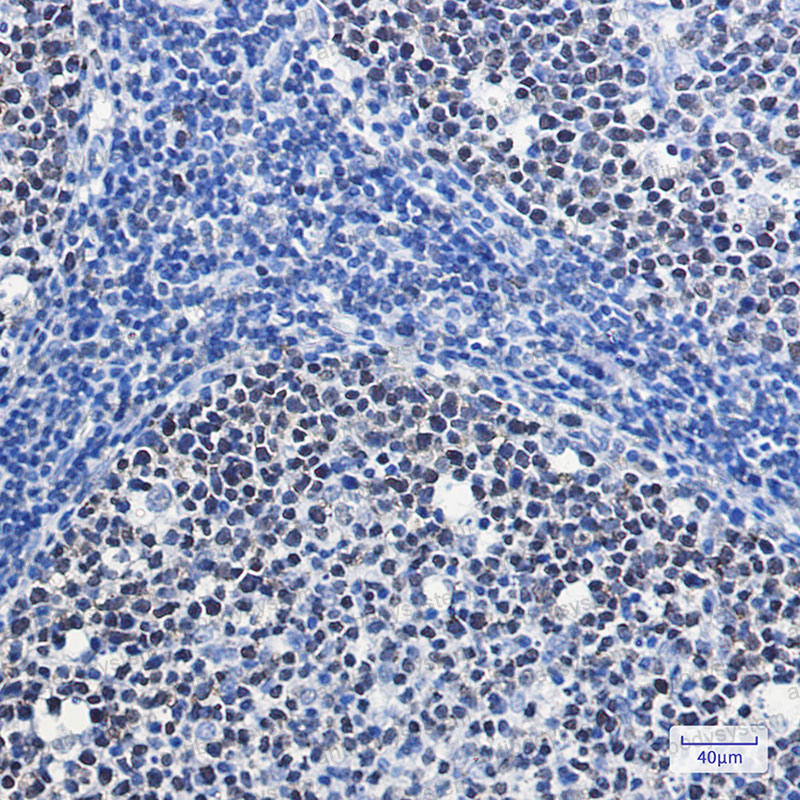 Валидация AntibodySystem RHE04405