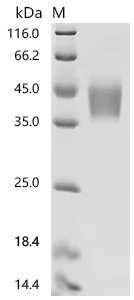 SDS-PAGE