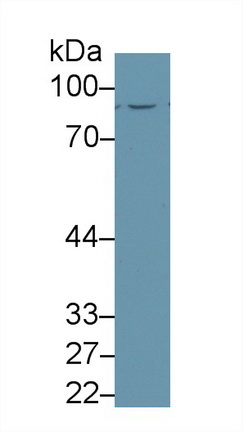 13513
