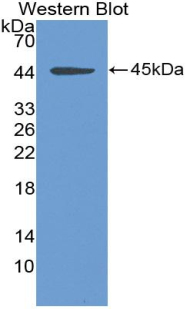 55767