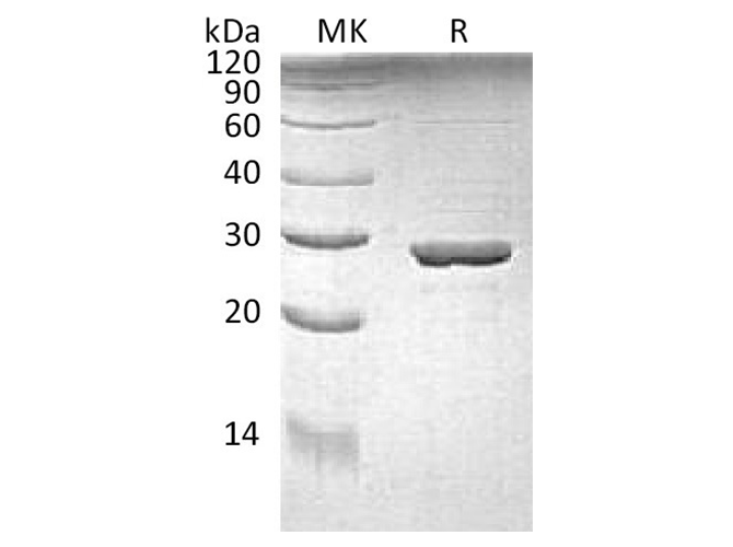 Валидация Elabscience PKSQ050056(5426)