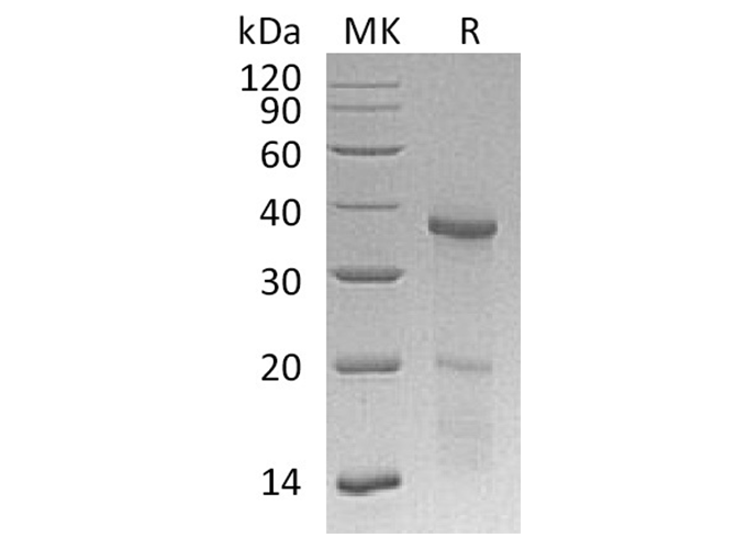 Валидация Elabscience PKSH033457(3775)