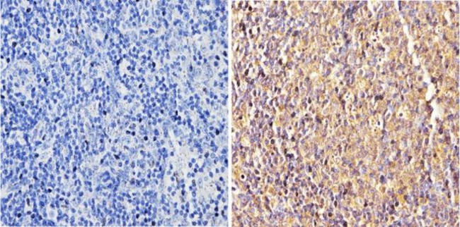 Валидация AssayVector ARM2734(5274)