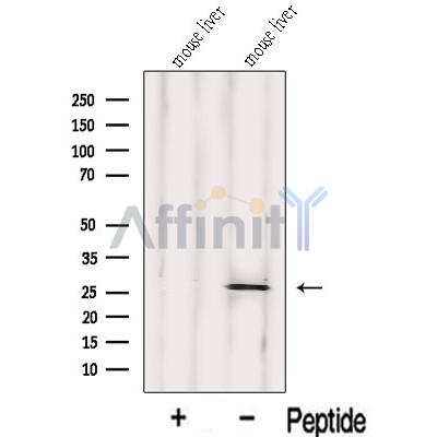 Валидация Affinity DF13081 - 7956