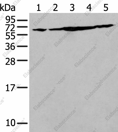 Вестерн-блоттинг, IRF5, клетки NIH/3T3, HeLa, Jurkat, HepG2 и A549