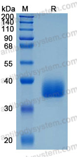 Валидация AntibodySystem AHA00701