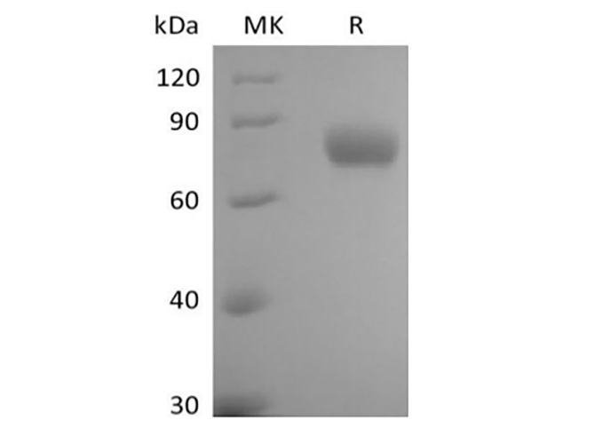 Валидация Elabscience PKSH034002(4233)
