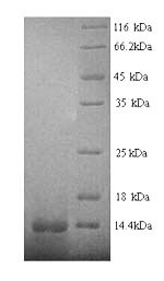 SDS-PAGE