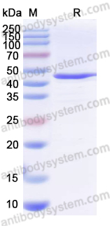 Валидация AntibodySystem YXX25001