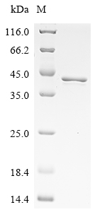 SDS-PAGE