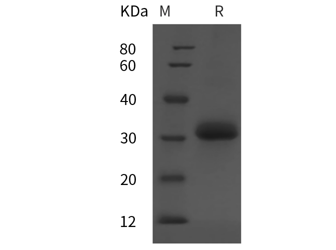 Валидация Elabscience PDMH100099(799)
