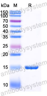 Валидация SDS-PAGE - AntibodySystem RHJ17802