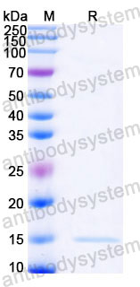 Валидация SDS-PAGE - AntibodySystem RZZ01813