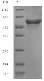 SDS-PAGE