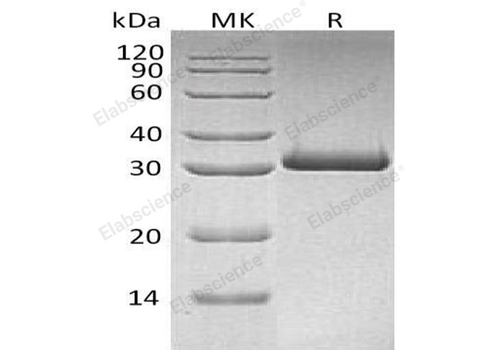 Валидация Elabscience PKSH032736(3163)