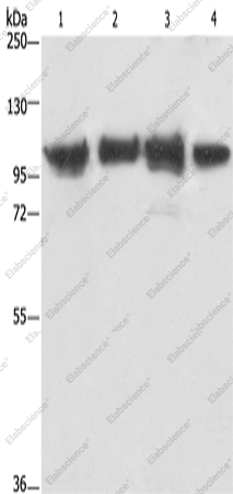 Вестерн-блоттинг, ACTN4, клетки Lovo, 231, HepG2 и ткань почки мыши
