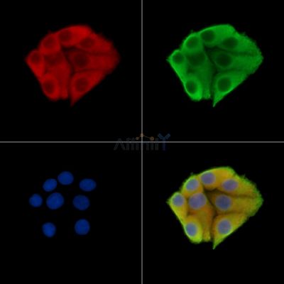 Валидация Affinity DF14737 - 10816