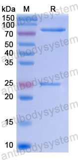 Валидация SDS-PAGE - AntibodySystem DHC02011