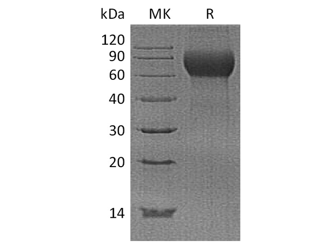 Валидация Elabscience PKSH033659(3943)